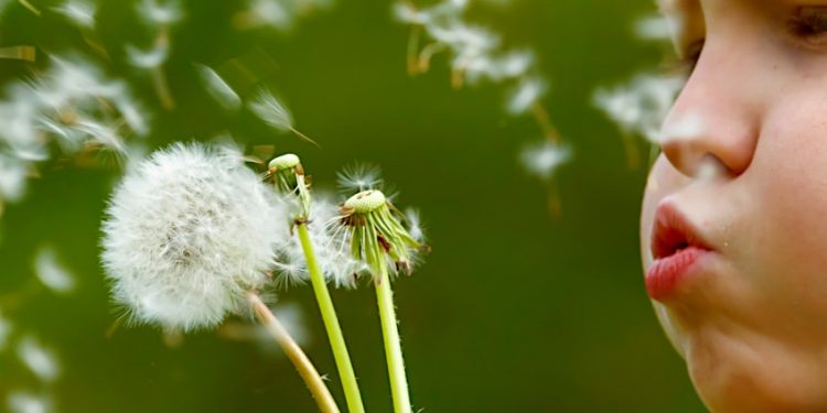 How to Make Dandelion Tea – Healthy Leaf, Root, and Flower Teas
