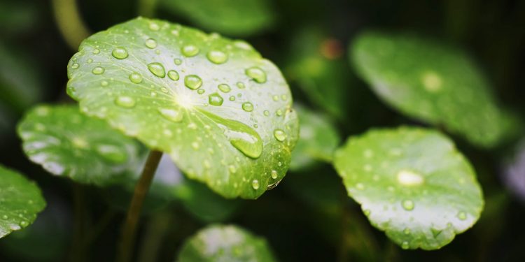 Gotu Kola and Cica Skin Care