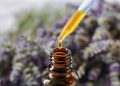How to Make Lavender Essential Oil – DIY Lavender Oil Recipes