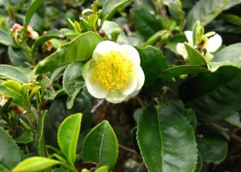 The Camellias – A Cup of Variety