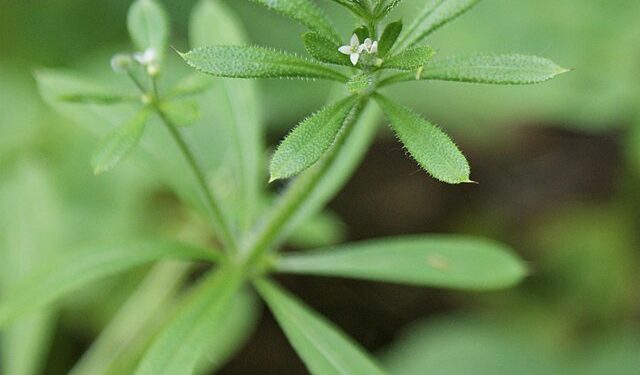 Herbs to Wash the Winter Away