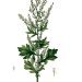 Mighty Mugwort