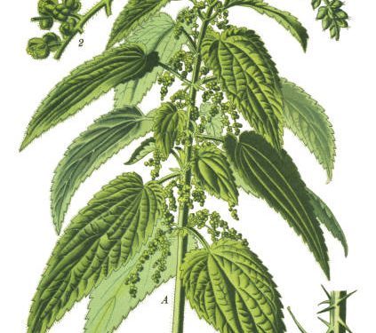 Stinging Nettle: A Spring Reflection
