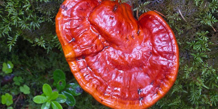 A Fungal Approach To Allergies