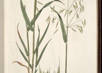 Restore the Nerves with Milky Oat Seed