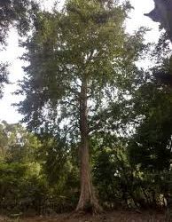 Arjuna: Rejuvenation For The Heart