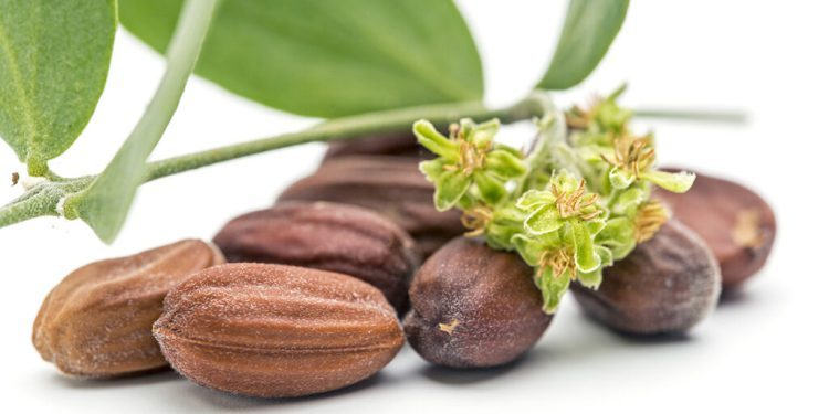 Herbs for Summer Skin Care