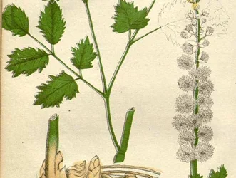 Black Cohosh: More Than Just A Hormone Regulator