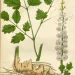 Black Cohosh: More Than Just A Hormone Regulator