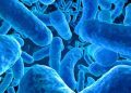 Parasites: Things To Know