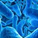 Parasites: Things To Know
