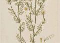 Chamomile: The Underappreciated Multitasker