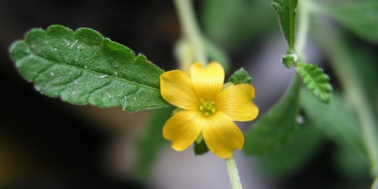 Herbal Aphrodisiacs