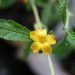 Herbal Aphrodisiacs