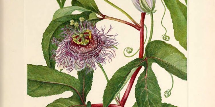 Peaceful Passionflower